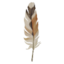 Hoopoe Feather