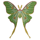 Luna Moth Appliqué