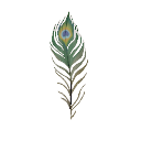 Peacock Feather