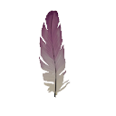 Swallow Tail Feather